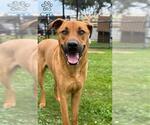 Small Black Mouth Cur Mix