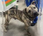 Small Presa Canario