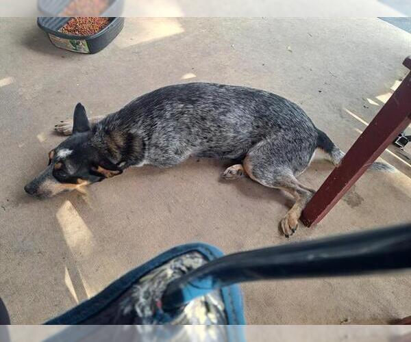 Medium Photo #1 Mutt Puppy For Sale in San Antonio, TX, USA