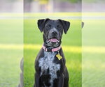 Small #2 Boxer-Pointer Mix