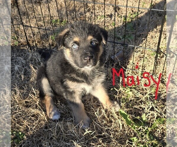Medium Photo #1 Alaskan Shepherd Puppy For Sale in SHAWBORO, NC, USA