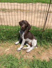German Shorthaired Pointer Puppy for sale in NORTH BRANCH, MN, USA