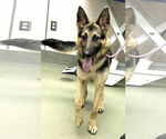 Small German Shepherd Dog
