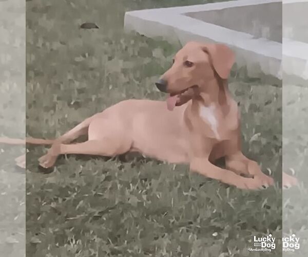 Medium Photo #2 Labrador Retriever-Retriever  Mix Puppy For Sale in Washington, DC, USA