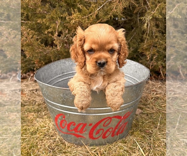 Medium Photo #4 Cocker Spaniel Puppy For Sale in MIDDLEBURY, IN, USA