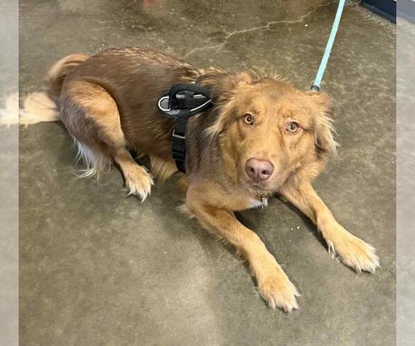 Medium Photo #4 Retriever -Unknown Mix Puppy For Sale in Rockwall, TX, USA