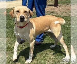 Labrador Retriever-Retriever  Mix Dogs for adoption in Washington, DC, USA