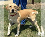 Small Labrador Retriever-Retriever  Mix