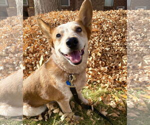 Mutt Dogs for adoption in Sandy, UT, USA