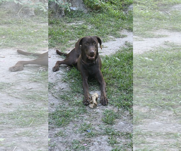 Medium Photo #4 Labrador Retriever-Unknown Mix Puppy For Sale in Oakhurst, NJ, USA