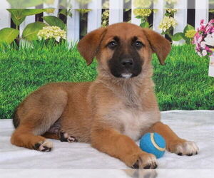 German Shepherd Dog-Unknown Mix Dogs for adoption in Oroville, CA, USA