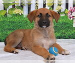 Small German Shepherd Dog Mix