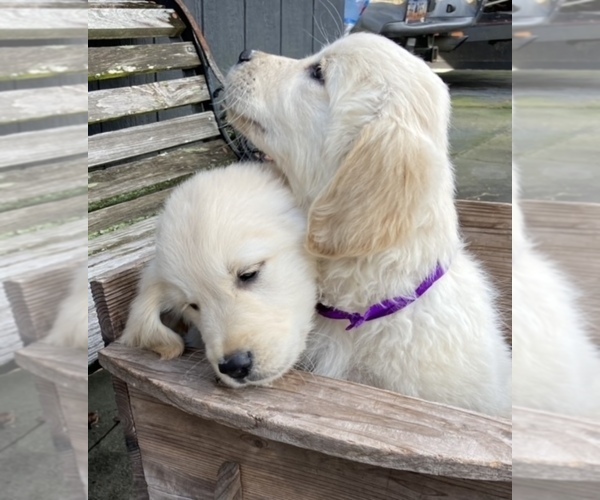Medium Photo #6 English Cream Golden Retriever Puppy For Sale in BARNWELL, SC, USA