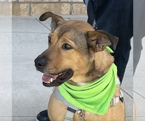 Medium Photo #2 Black Mouth Cur-German Shepherd Dog Mix Puppy For Sale in Spring Lake, NC, USA