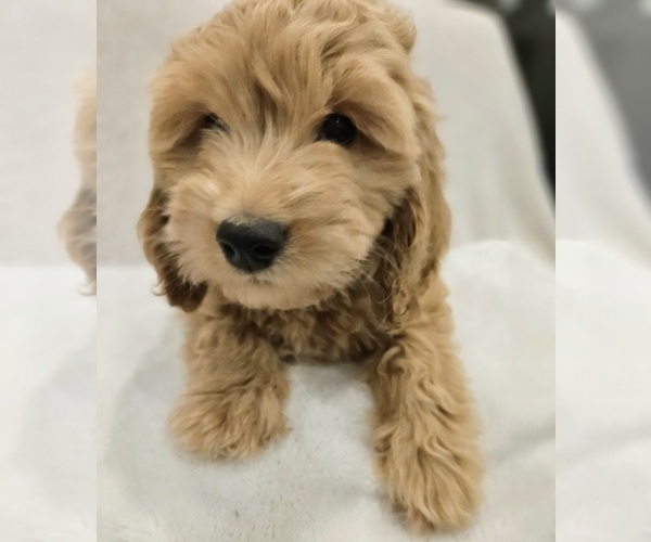 Medium Photo #8 Goldendoodle (Miniature) Puppy For Sale in EAGLE MOUNTAIN, UT, USA