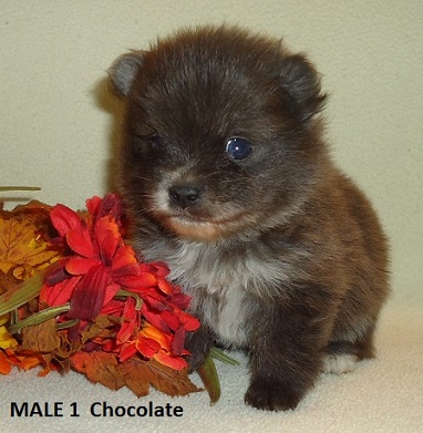 Medium Photo #1 Pomeranian Puppy For Sale in WILLOW SPRING, NC, USA