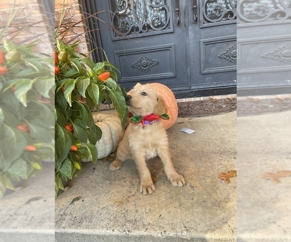 Medium Photo #9 Goldendoodle Puppy For Sale in KELLER, TX, USA