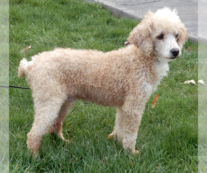 Father of the Cockapoo puppies born on 01/12/2025