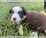 Small #3 Miniature Australian Shepherd