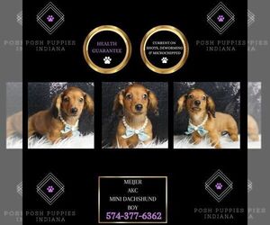 Dachshund Puppy for sale in WARSAW, IN, USA