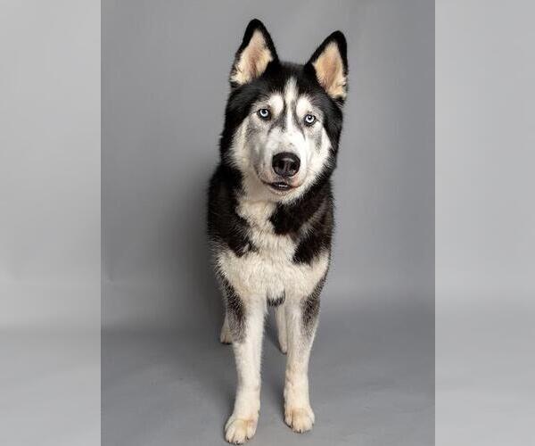 Medium Photo #1 Alaskan Malamute Puppy For Sale in Jackson, CA, USA