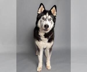 Medium Alaskan Malamute