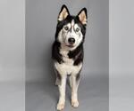 Small Alaskan Malamute