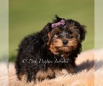 Small #2 Yorkipoo