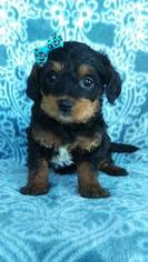 Foodle Puppy for sale in LANCASTER, PA, USA