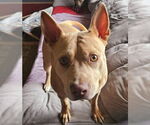 Small #4 American Bulldog-American Staffordshire Terrier Mix