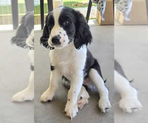 English Springer Spaniel Puppy for sale in QUEEN CREEK, AZ, USA