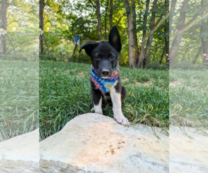 Mutt Dogs for adoption in Sandy, UT, USA