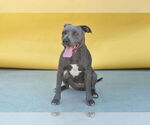 Small American Pit Bull Terrier