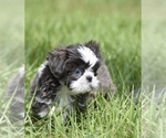 Small #4 Shih Tzu