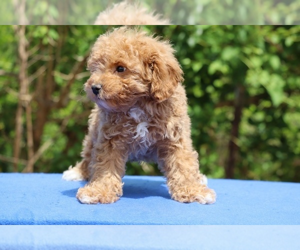 Medium Photo #38 Poodle (Toy) Puppy For Sale in DYERSBURG, TN, USA