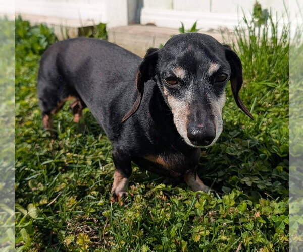 Medium Photo #3 Dachshund Puppy For Sale in Shelbyville, TN, USA
