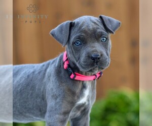 Cane Corso Puppy for sale in GORDONVILLE, PA, USA
