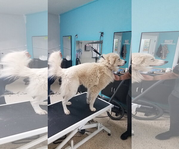 Medium Photo #71 Chow Chow-Great Pyrenees Mix Puppy For Sale in Houston, TX, USA