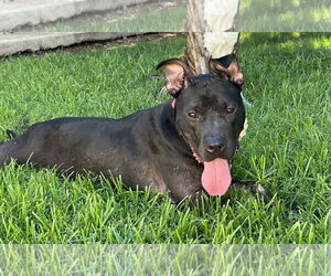 Pixie - Female American Pit Bull Terrier-American Staffordshire Terrier Mix Dog for Adoption - Photo #4