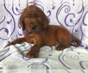 Irish Setter Puppy for sale in NEW PROVIDENCE, PA, USA
