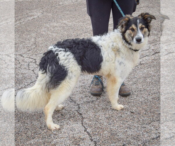 Medium Photo #2 Australian Shepherd-Collie Mix Puppy For Sale in Huntley, IL, USA