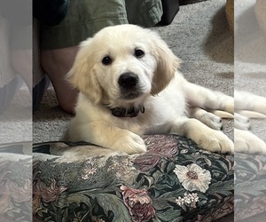 English Cream Golden Retriever Puppy for sale in ROCKY RIDGE, MD, USA