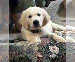 Small English Cream Golden Retriever