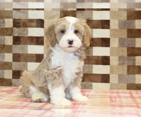 Medium Photo #1 Bernedoodle (Miniature)-Cavapoo (Miniature) Mix Puppy For Sale in DENVER, PA, USA