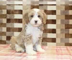 Bernedoodle (Miniature)-Cavapoo (Miniature) Mix Puppy for sale in DENVER, PA, USA