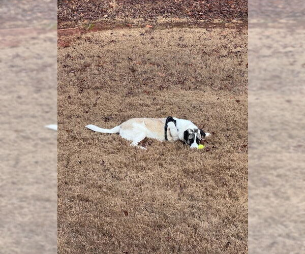 Medium Photo #3 Anatolian Shepherd Puppy For Sale in Higley, AZ, USA