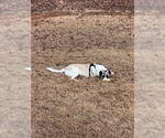 Small #2 Anatolian Shepherd