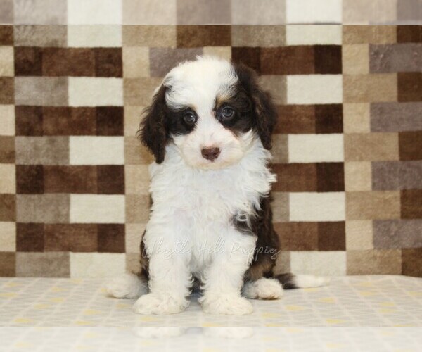 Medium Photo #3 Bernedoodle (Miniature) Puppy For Sale in DENVER, PA, USA
