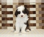 Small #2 Bernedoodle (Miniature)