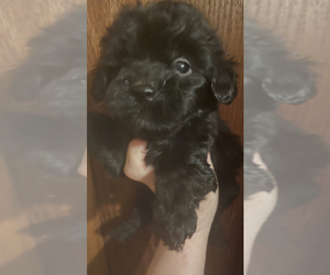 Maltipoo Puppy for sale in VENETA, OR, USA